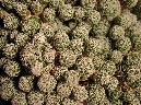 Mammillaria gracilis (1).jpg